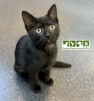 Pet of the Week: Opal