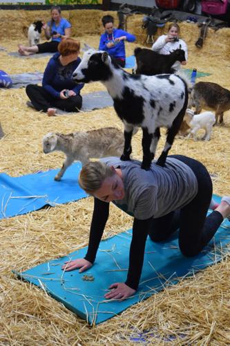 goat yoga