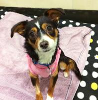 Rescue dog a theatrical star