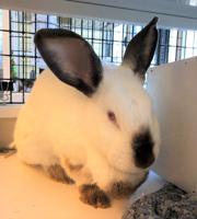 Pet of the week
