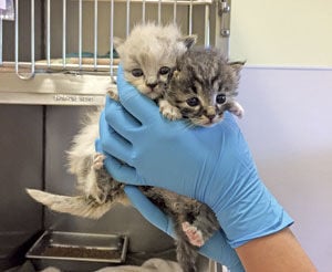 Portable camera facilitates kitten rescue in Redwood City