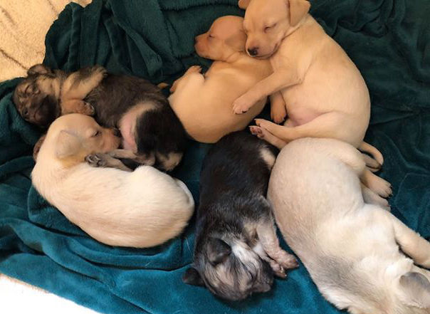six puppies