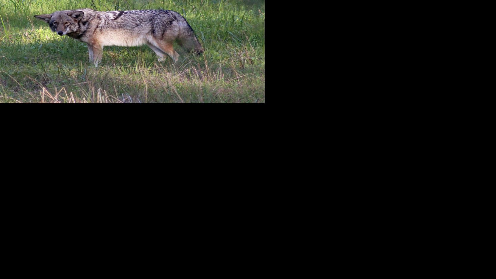 Presidio trails temporarily closed to dog walkers for coyote pupping season in San Francisco