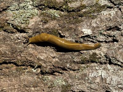 Banana slug