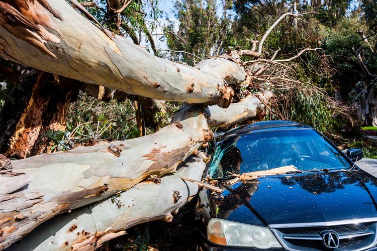 900 Block Oak Grove Ave Tree 2.jpg