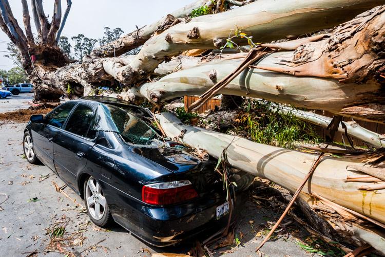 900 Block Oak Grove Ave Tree 3.jpg