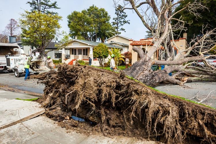 1300 Block of Balboa Tree 1.jpg