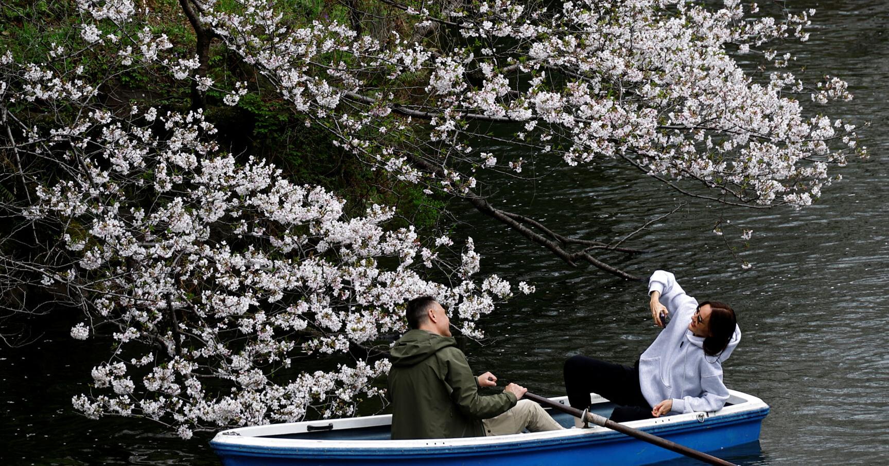 Crowds picnic to see Tokyo's cherry blossoms at full bloom - Vimarsana News