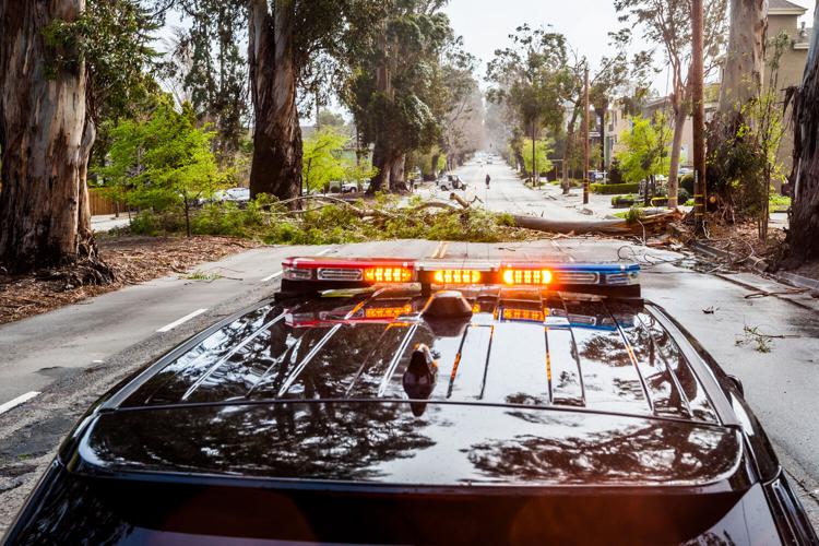 1400 Block El Camino Tree 3.jpg