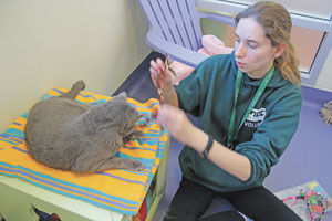 Avid volunteer heads to college: Vanessa Lieberman gives her time to animal efforts