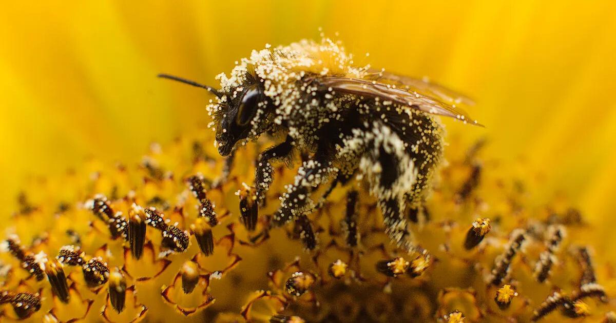Nearly half of US honeybee colonies died last year. Struggling beekeepers stabilize population - Vimarsana News