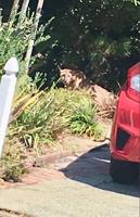 Mountain lion captured in Baywood neighborhood of San Mateo