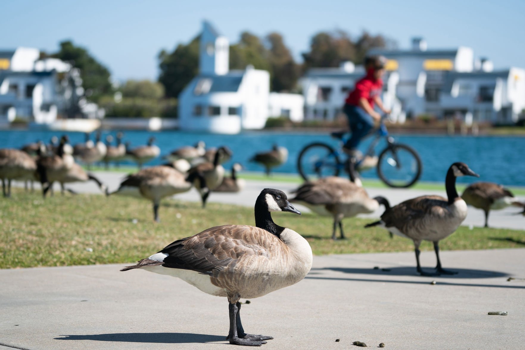 is goose poop harmful to dogs