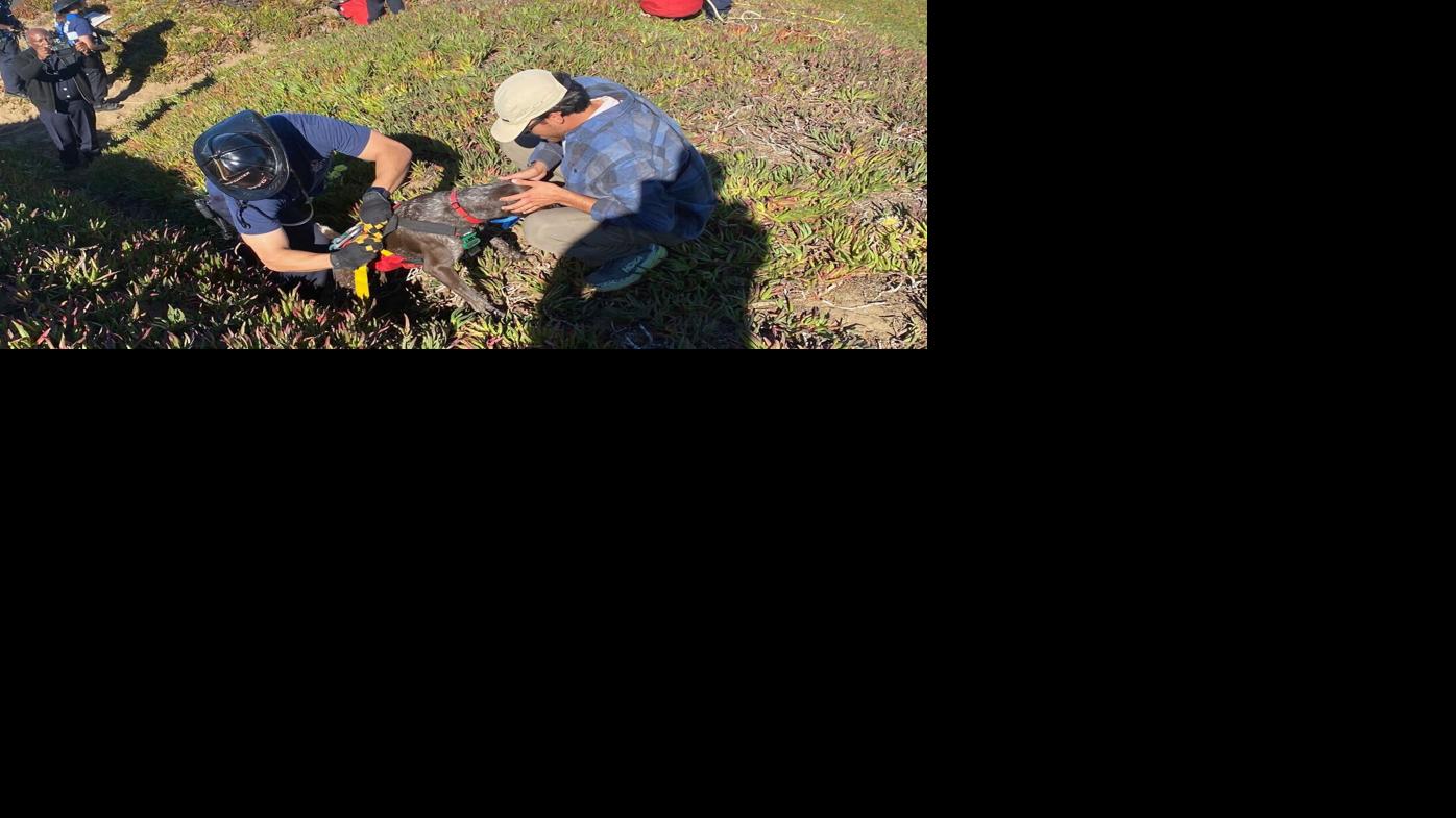 San Francisco dog wags its tail and kisses rescuers after it's plucked from the side of a cliff