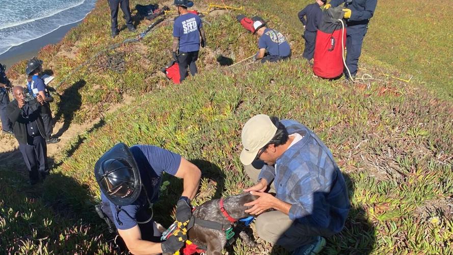San Francisco dog wags its tail and kisses rescuers after it's plucked from the side of a cliff
