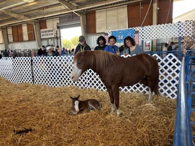 San Mateo County Fair