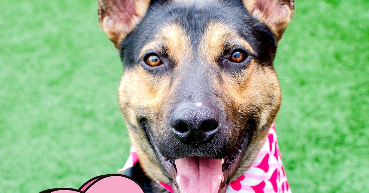 Pet of the week | Pet Tip | smdailyjournal.com