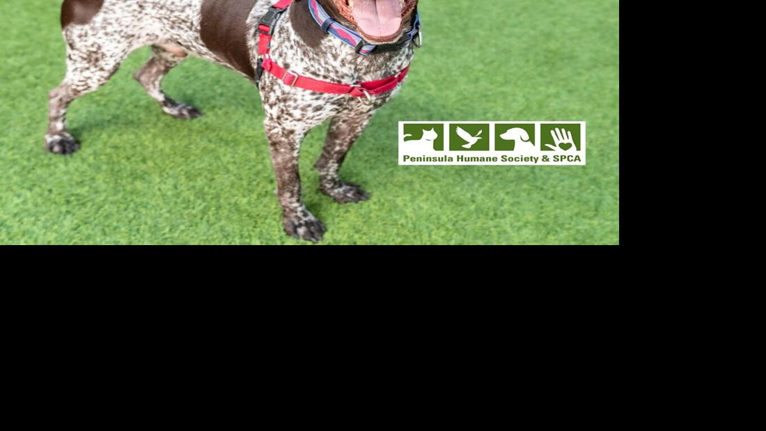 Pet of the week