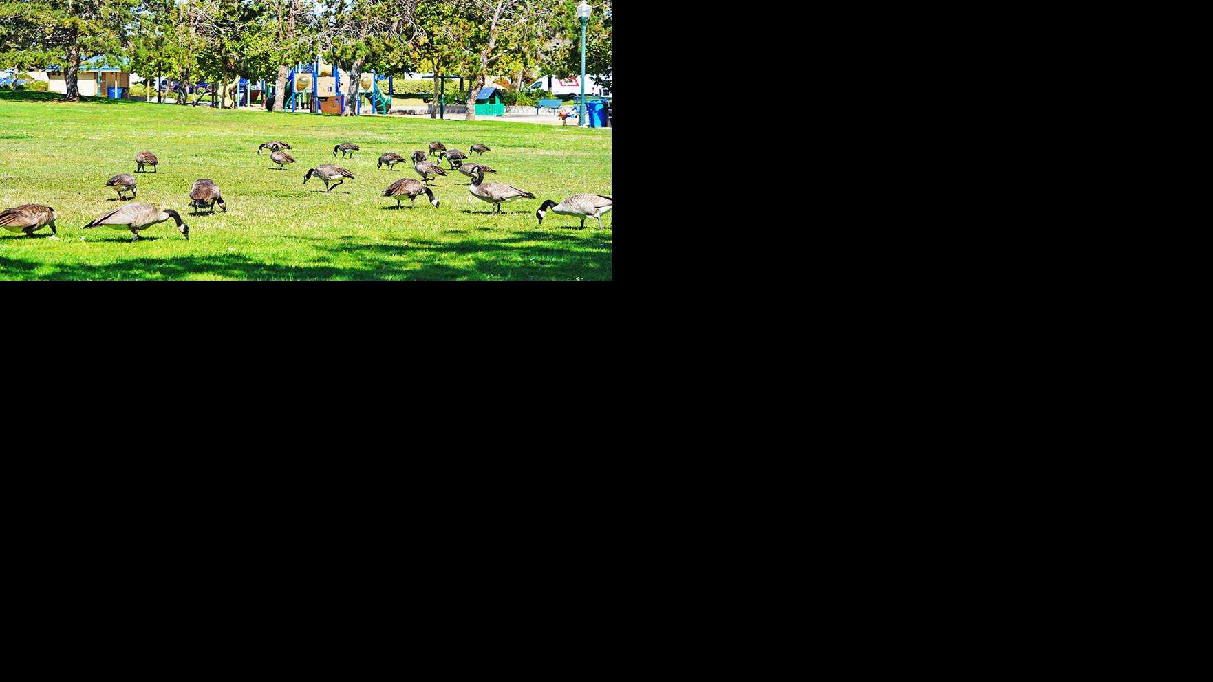Foster City geese management shows early promise