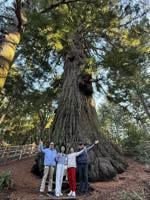 The long tale of Methuselah: San Mateo County’s oldest tree stands tall for a reason