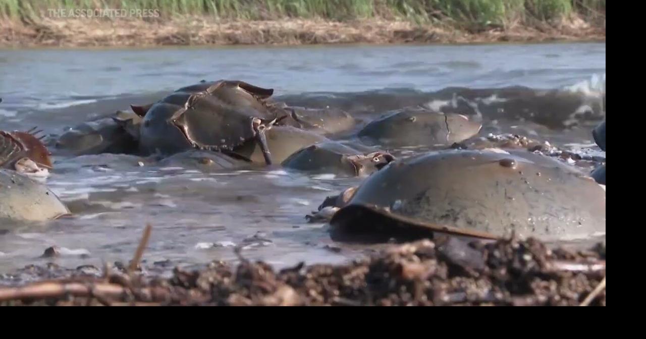 Conflict over horseshoe crab blood harvesting Health