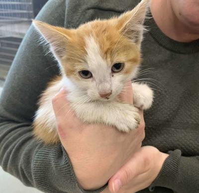 Kitten