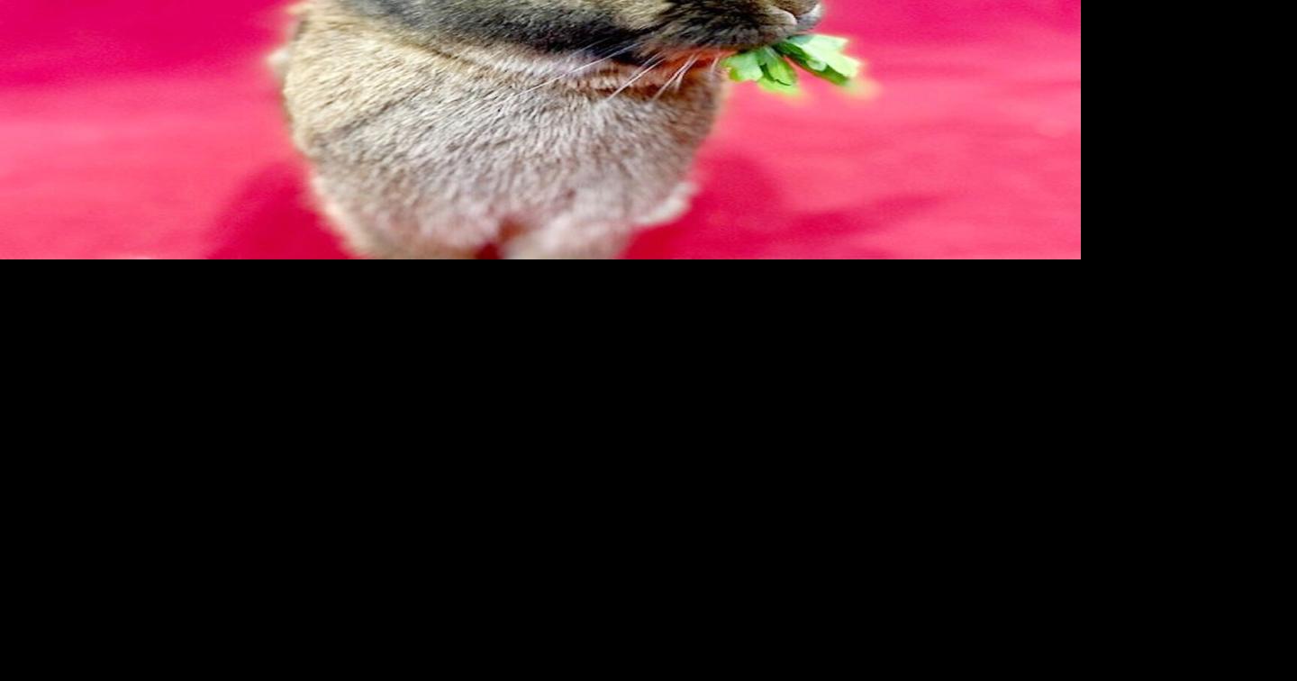 Wilmer the Rabbit at the Peninsula Humane Society & SPCA | Community ...