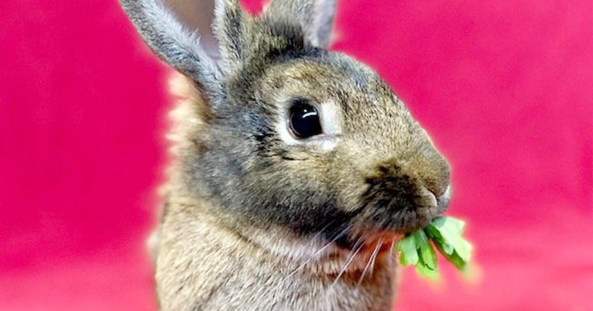 Wilmer the Rabbit at the Peninsula Humane Society & SPCA | Community ...