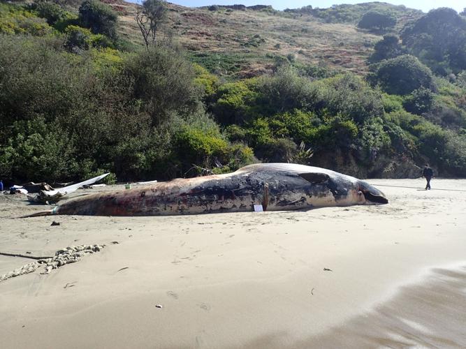 fin whale