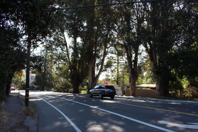 eucalyptus trees San Carlos Avenue