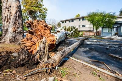 Downed eucalyptus
