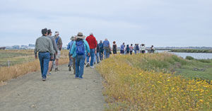 Wildlife and residents flock to Bair Island: Island restoration makes 3,000 acres of tidal marsh available