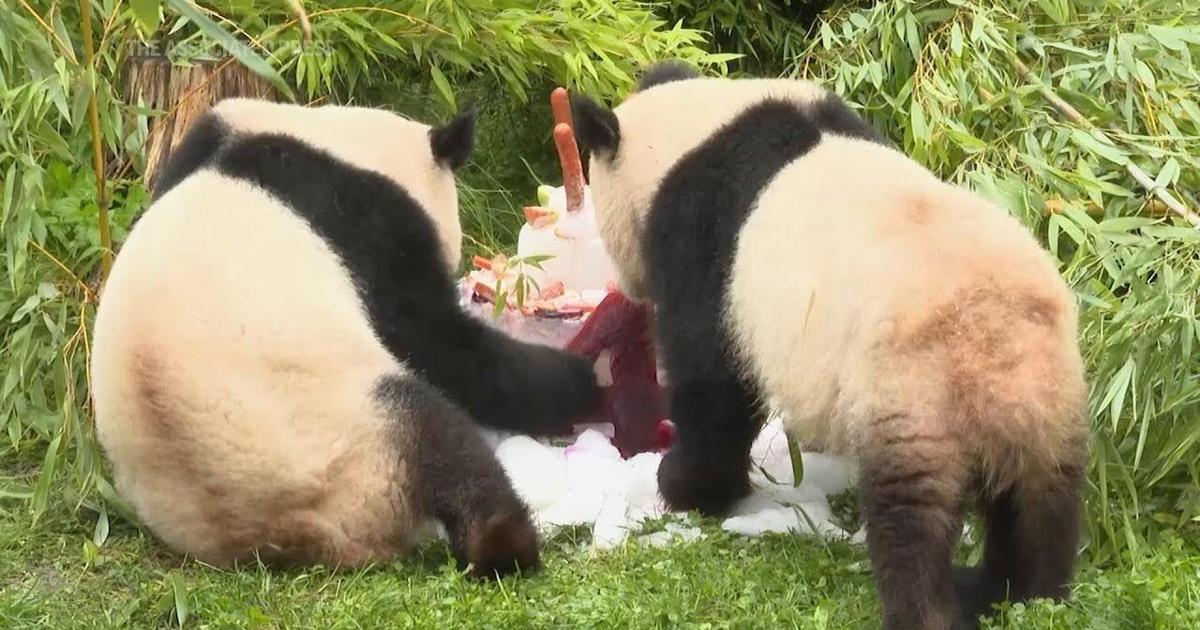 Germany-born pandas celebrate their 4th birthday ahead of expected trip ...