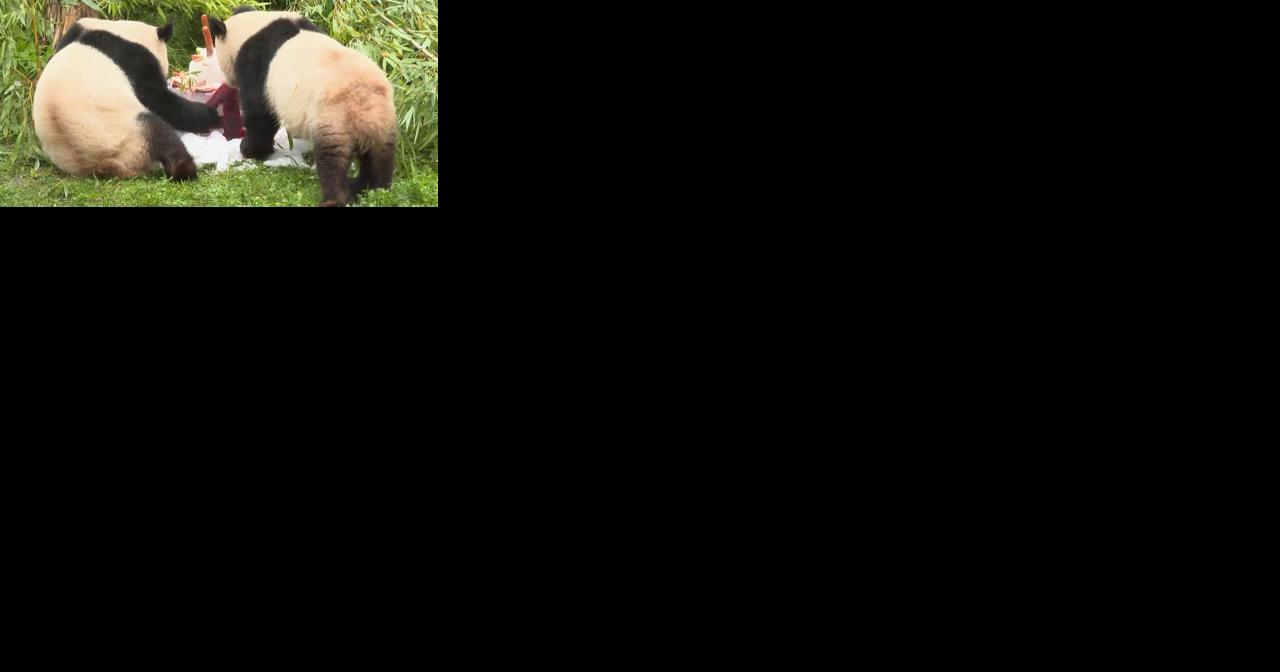 Germany-born pandas celebrate their 4th birthday ahead of expected trip to China - Vimarsana News