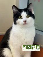 Pet of the week: Checkers