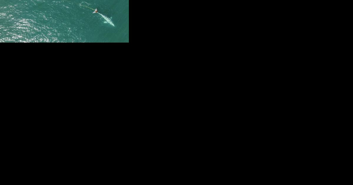 Rescuers search off San Mateo County coast for young gray whale entangled in gill net - Vimarsana News