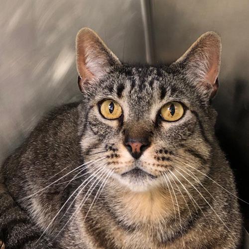 cat San Bruno utility pole