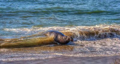 Ano Nuevo State Park