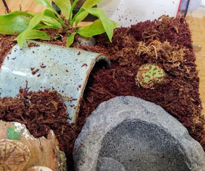 Argentine horned frog named Tequila