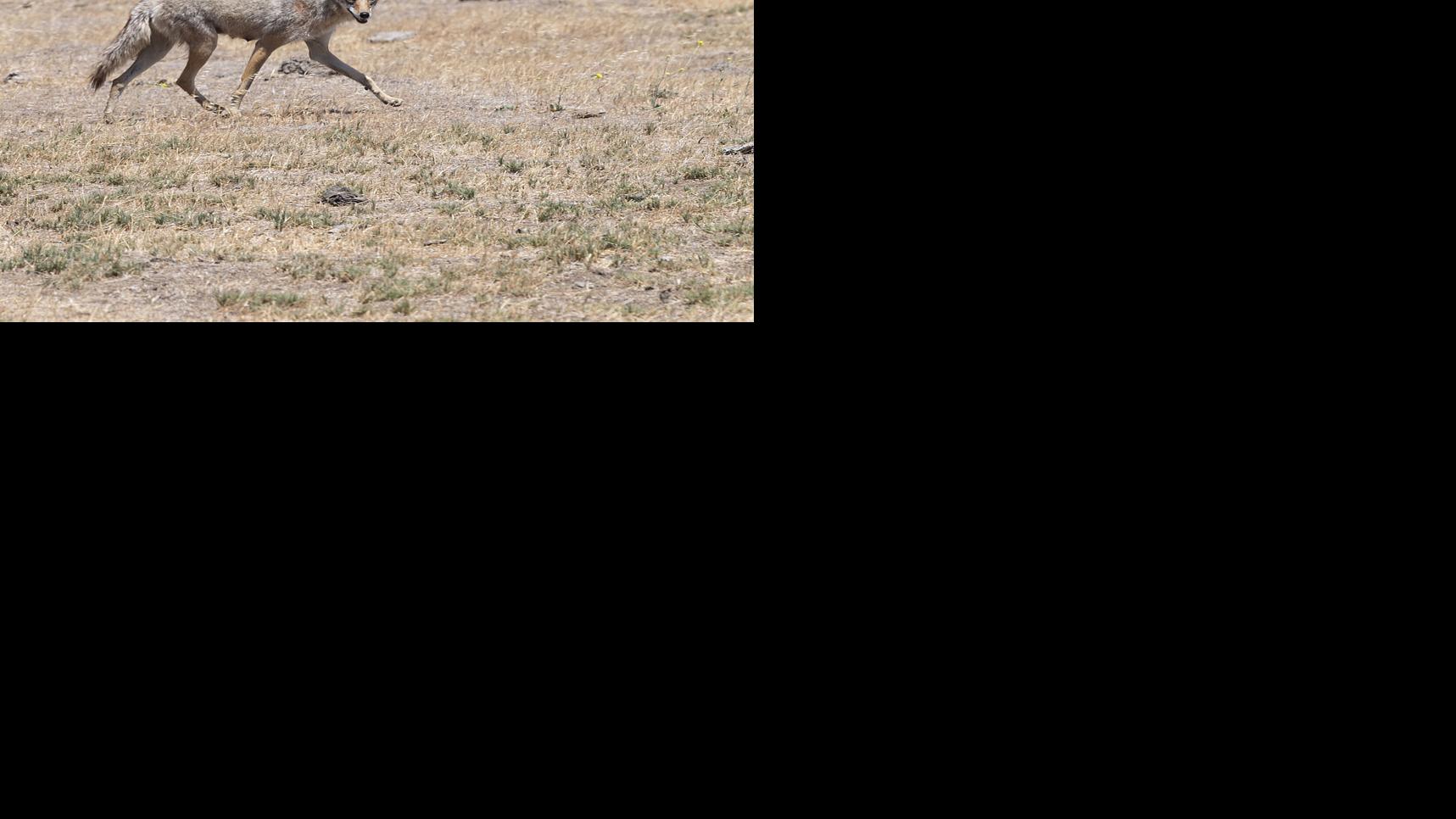 Redwood City police warn residents of aggressive coyotes in Redwood Shores