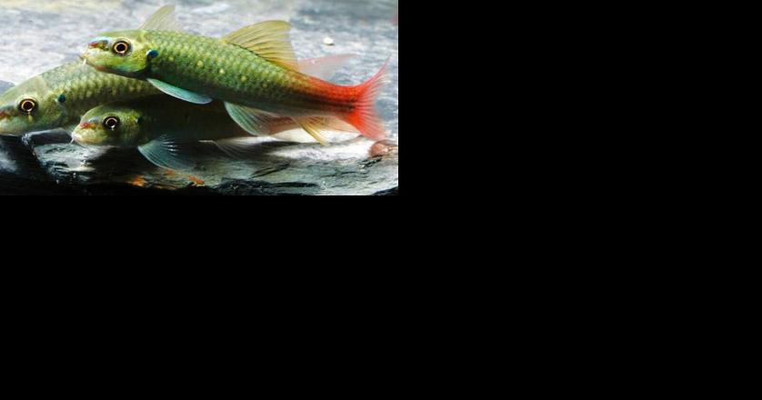 Popular aquarium pet identified as new fish species - Vimarsana News