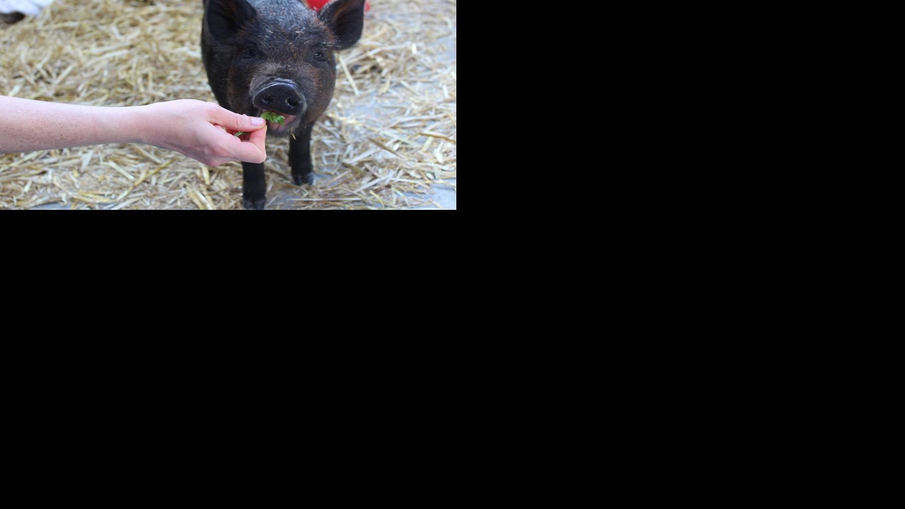 Peninsula Humane Society offers young pig Peter Porker for adoption