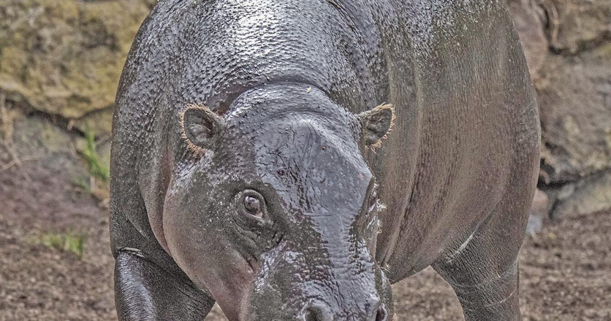 Pygmy hippo unveiled at San Francisco Zoo | Local News