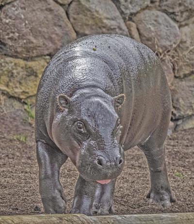 Pygmy hippo