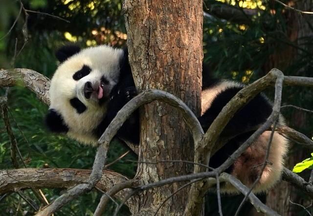 Pandas could be gone from America's zoos by the end of next year