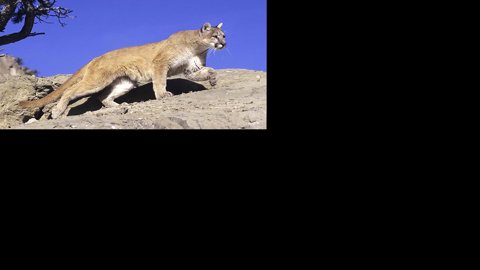 Mountain lion captured in Redwood City neighborhood