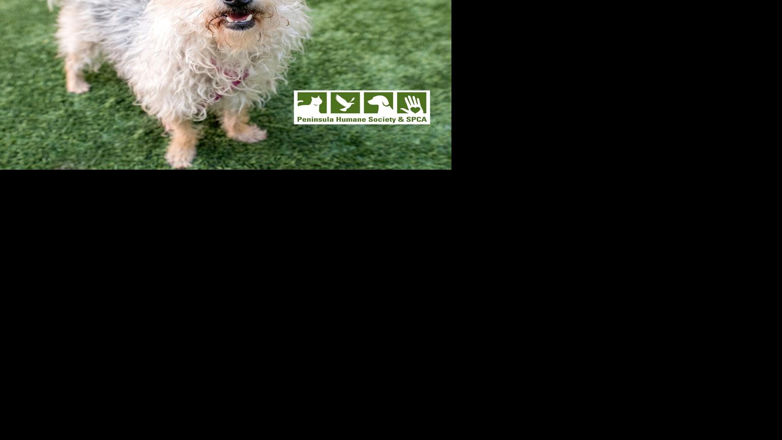 Pet of the week