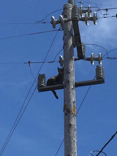 San Bruno utility pole