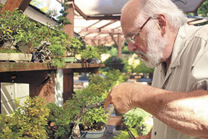 The art of bonsai: Intricacies of creating the perfect tree is complex