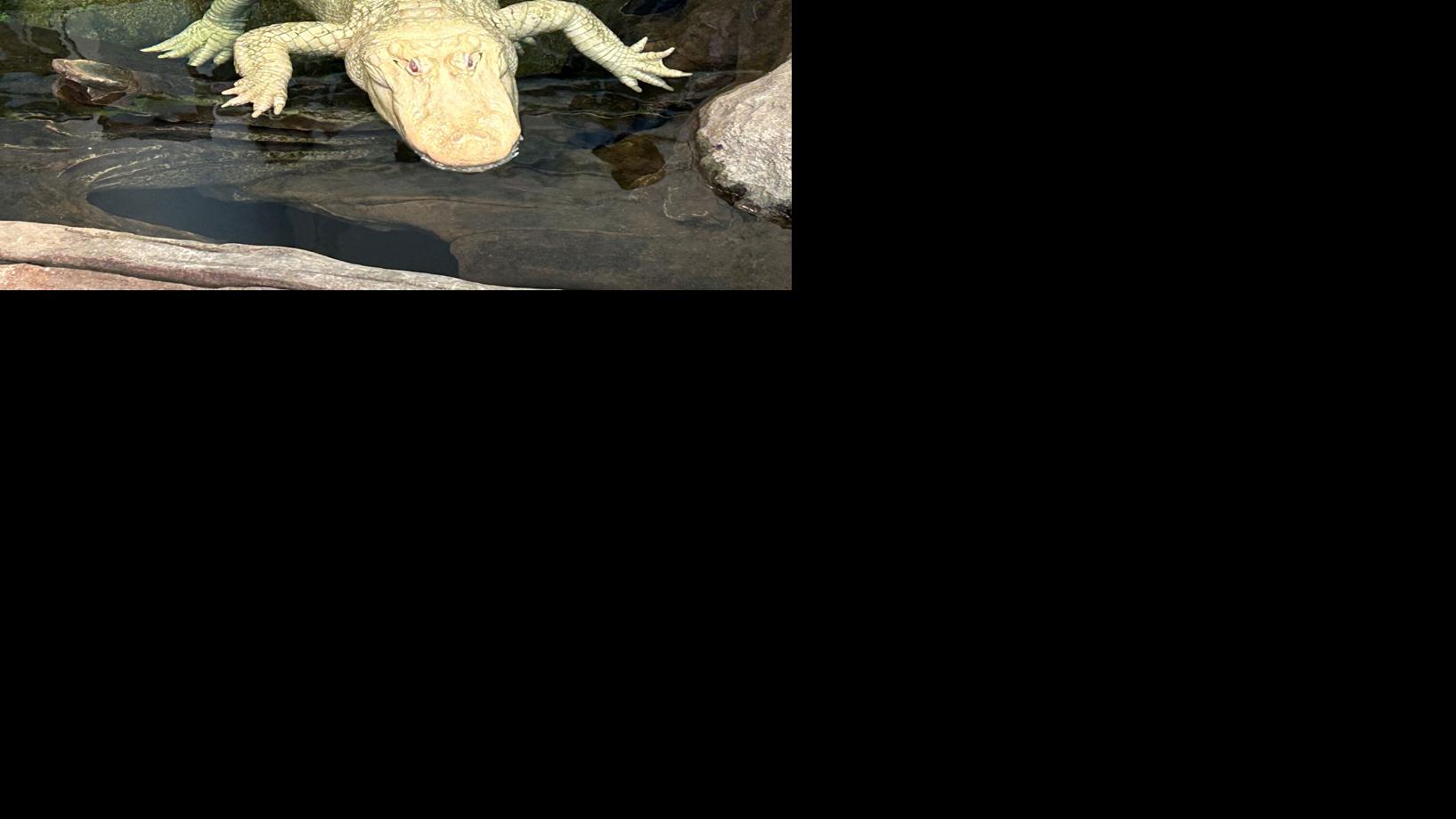 Could Claude the Alligator get a street named after him?